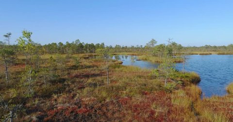 Aerial view of the wetlands swamp. Beautiful nature landscape.