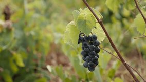 Cultivated common grape vine close-up slow-mo 1920X1080 HD footage - Slow motion healthy Vitis vinifera fruit in vineyard 1080p FullHD  video