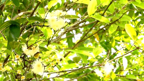 Sun bird  eating pollen on star gooseberry tree