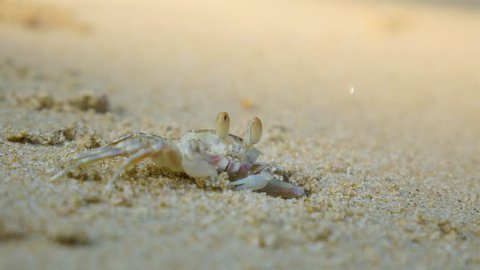 Crab lives on the beach
