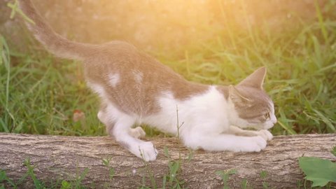 Cute kitten sharpen its claws against the tree outdoor