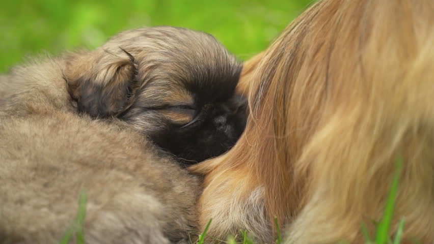 Pekingese Puppies Are Sleeping Together Stock Footage Video Pekingese Puppies Are Sleeping Together