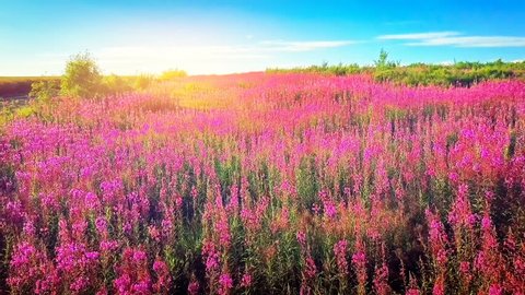 Aerial summer landscape with blooming fireweed flowers. Summer nature background