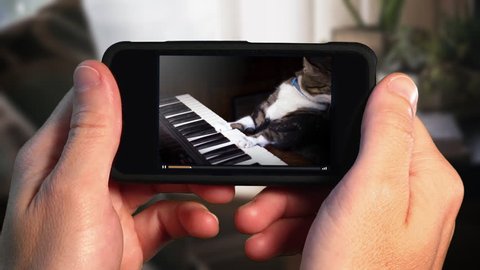 A man holding a smartphone watches a viral video of a funny cat playing a keyboard or electric organ.	 	