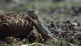 Toad-headed agamas Phrynocephalus in natural environment of mongolian desert. Western Mongolia.