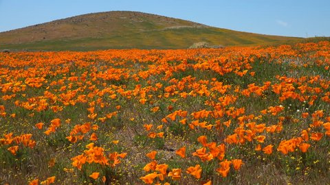 CIRCA 2010s - California - A beautiful orange field of California poppy wildflowers.