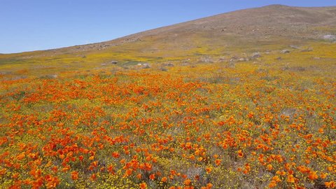 CIRCA 2010s - California - A low aerial over a beautiful orange field of California poppy wildflowers.