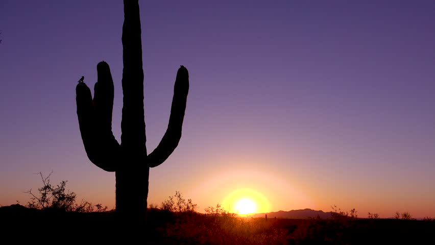 CIRCA 2010s - Saguaro National Park, Arizona - A beautiful sunset or sunrise behind cactus at Saguaro National Park perfectly captures the Arizona desert.