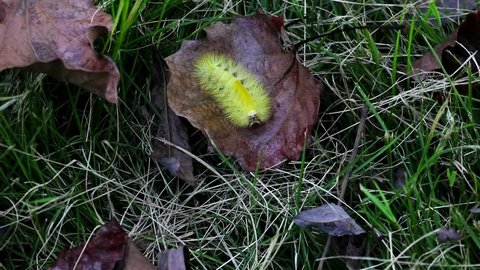 Beautiful yellow caterpillar crawling