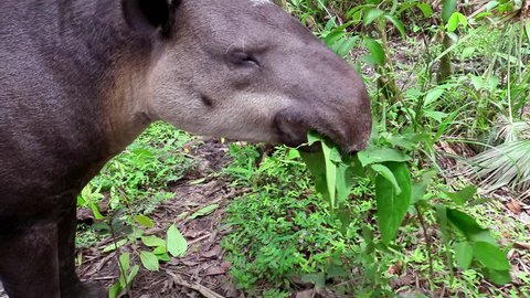 CIRCA 2010s - Central America - A tapir chews on vegetation in the forest.