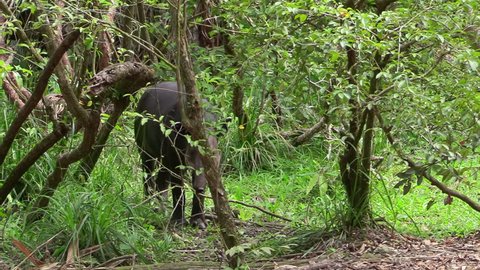 CIRCA 2010s - Central America - A tapir walks through a forested region.