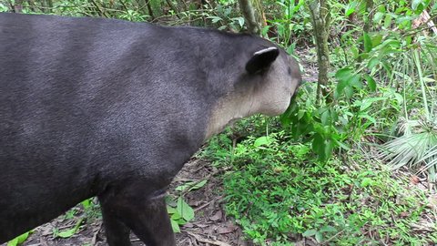 CIRCA 2010s - Central America - A tapir chews on vegetation in the forest.