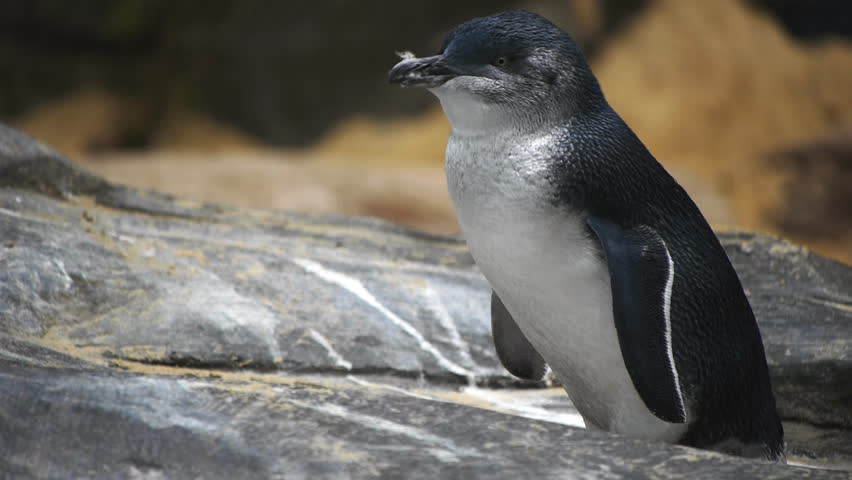 a little penguin rests on a rock ledge