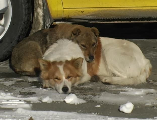 sleeping dogs
