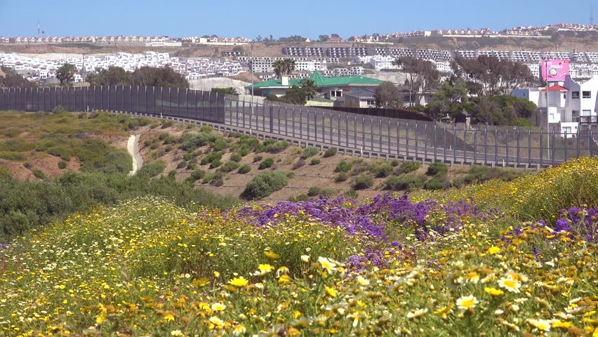 CIRCA 2010s - U.S.-Mexico border - Wildflowers grow in front of the border wall betwen San Diego and Tijuana.