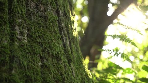 Moss Covered Tree Trunk In The Forest In  Sunlight