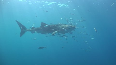 Whale Shark regurgitates food pieces.
Remora around her pounces on food. Shark passes very close to the camera
Sail Rock / Koh Phangan / Thailand