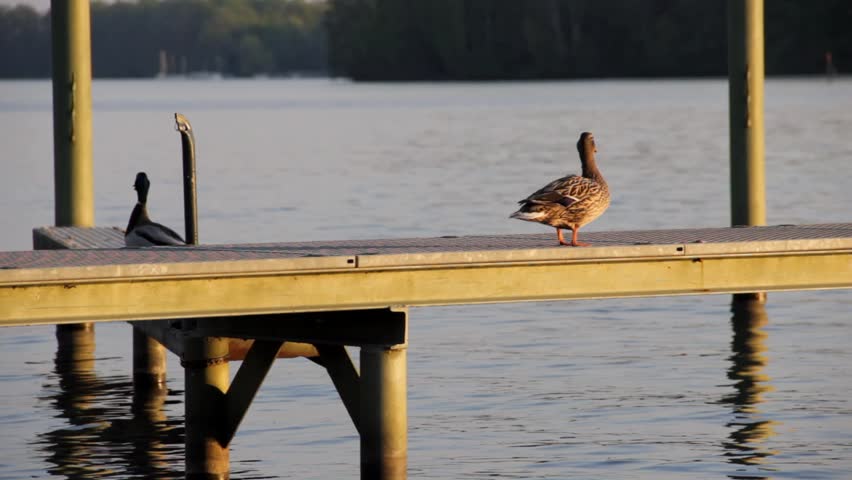 duck couple flys away from jetty (FULL HD)