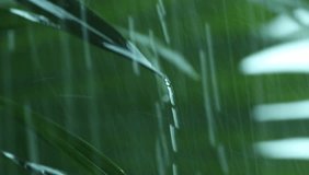 Storm heavy and Rain fall Fall from leaf in rainy season, High definition video.