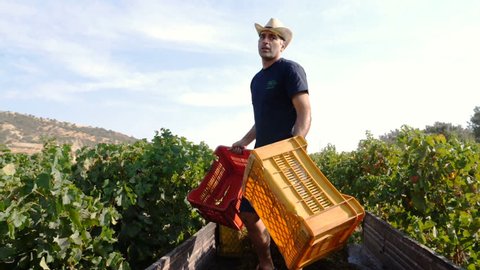 farmer on the truck throwing grape boxes in vineyard