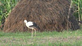 Stork in Corn Field at Countryside, White Bird Walking in Natural Environment 4K