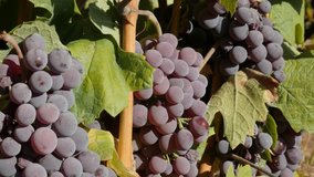 Vitis vinifera plant vines close-up 4K 2160p 30fps UltraHD footage - Organic common grape fruit in vineyard 3840X2160 UHD video