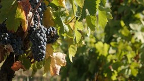 Common grape on vines close-up slow-mo 1920X1080 HD footage - Shallow DOF Vitis vinifera fruit in vineyard 1080p FullHD  video