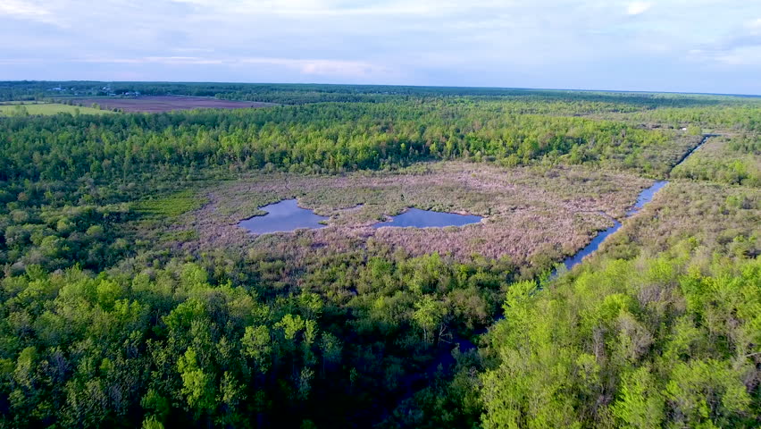 Aerial shot flying over a swamp surrounded by