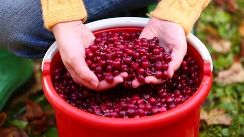 A woman sorting cranberries in a bucket