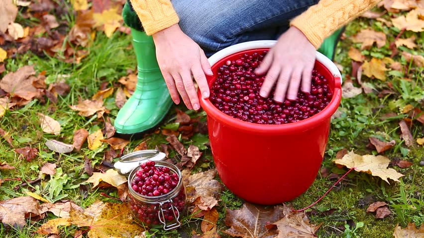 A woman sorts the cranberries between a bucket and a jar