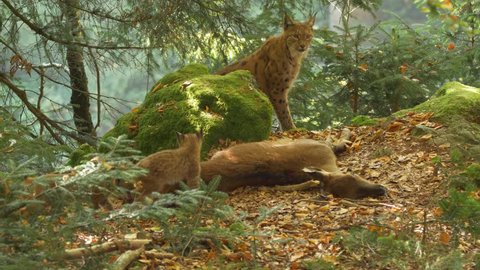 Eurasian lynx (Lynx lynx) approaching dead deer