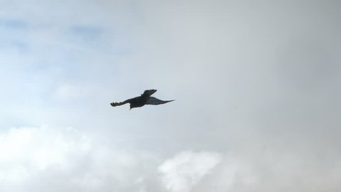 Slow motion of black crow bird fliying high in windy sky