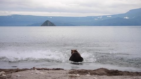 Kamchatka brown bears (Ursus arctos beringianus) catches fish on the Kuril lake
