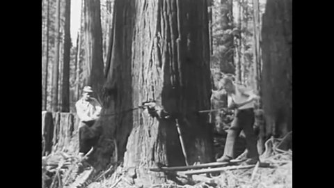 CIRCA 1940s - Loggers in the 1940s use both manual and automated saws to cut at the base of a giant redwood tre towards felling it for lumber.