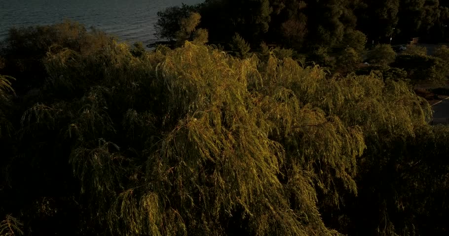 Drone footage of a big willow tree.  Drone hovers steadily watching the branches sway in the wind.