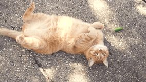 Orange cat lying, rolling and licking by the sun