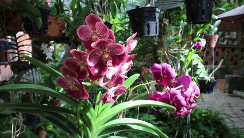 orchid in morning sunlight