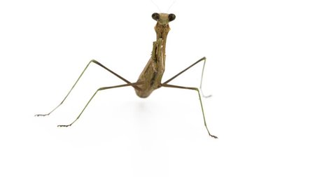 The movement of Mantis on a white background.
