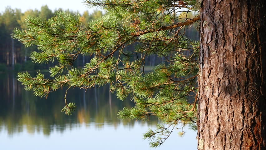 Pine branch and lake