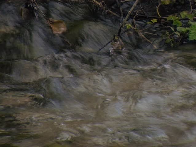 A particular of a river in a natural reserve.
