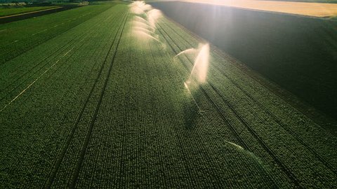 Aerial Shot of the Green Fields Being Irrigated with Sprinklers. Large Scale Industrial Farming. Beautiful Sunny Weather. Shot on Phantom 4K UHD Camera.