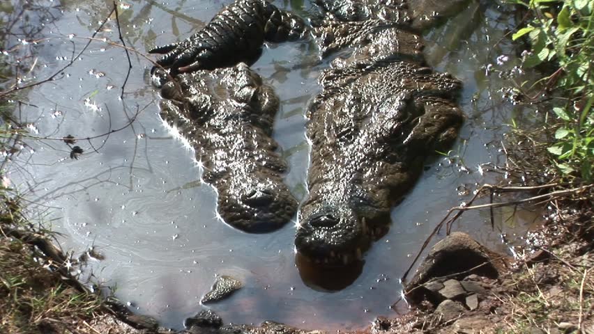 Crocodile has arm around partner while lying together in the water.