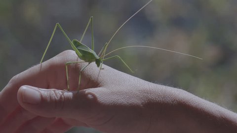 Big Green Bush Cricket, True Katydid, Walking Tentative On Woman's Hand