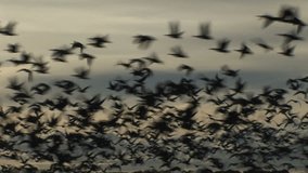 Geese flying in the morning sky