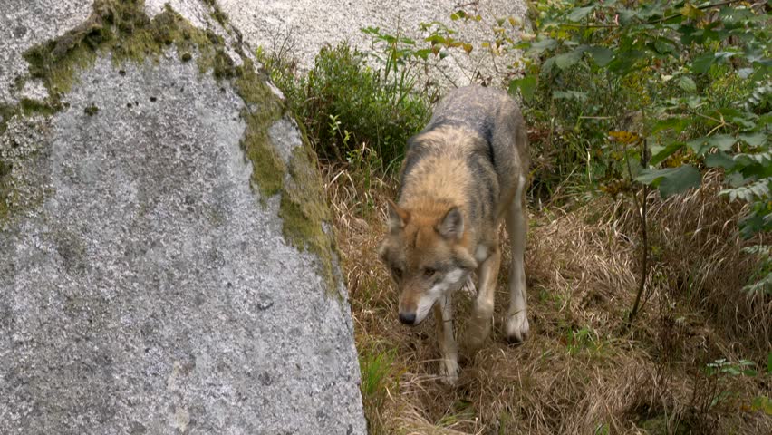 Eurasian wolf (Canis lupus lupus)