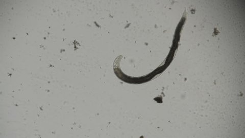 Entomopathogenic nematodes - female