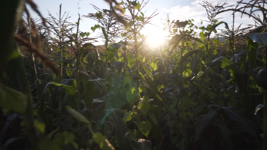 Steadicam moving through backlit cornstalks with shallow depth of field.