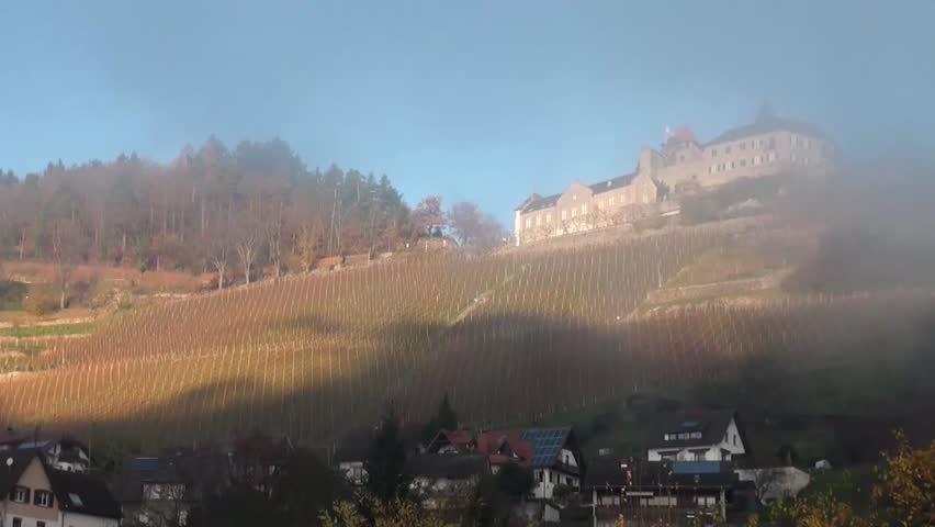 Field on a hill full of vineyards on a sunny day