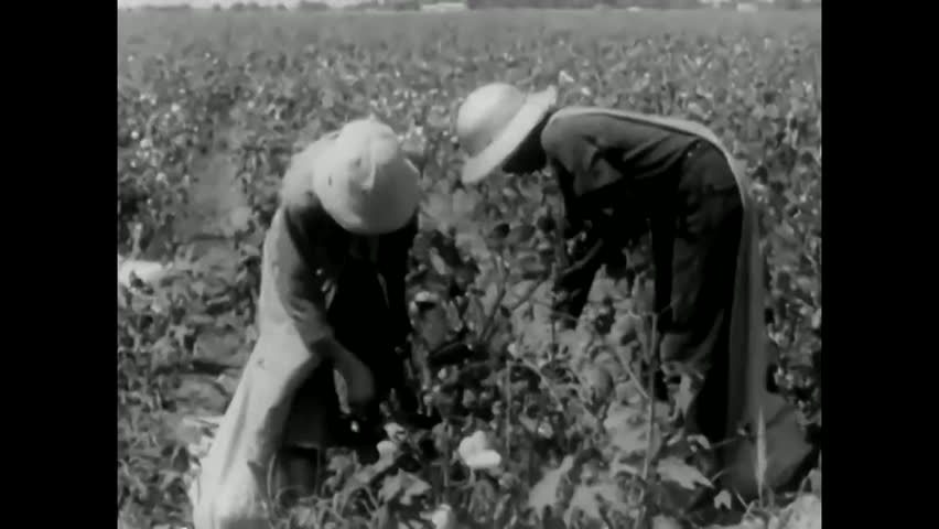 CIRCA 1950s - Sharecroppers pick cotton.
