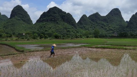 YANGSHUO, CHINA - JULY 2017 - Man working as peasant in paddy field, planting rice plants in Yangshuo countryside, Guangxi, China, Asia. Chinese farmer at work. Chinese agriculture and farming